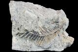 Early Cretaceous Ptilophyllum Leaf From Germany #77934-1